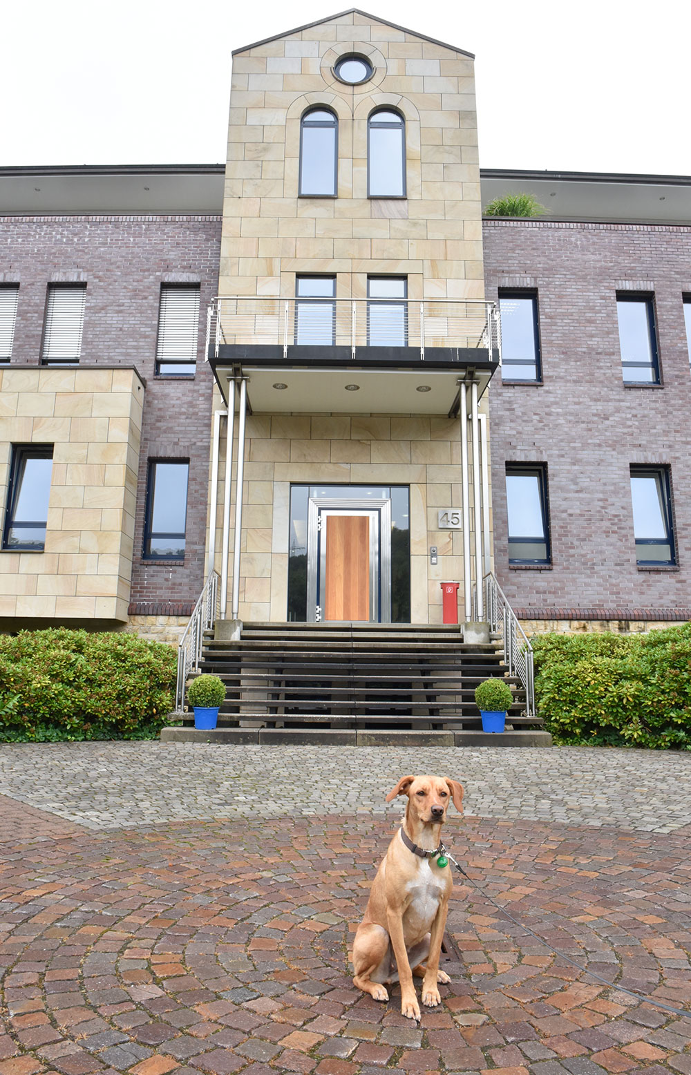 Hund sitzt vor dem Unternehmenssitz des Beratungs- und Software-Hauses markmann + müller in Herdecke.